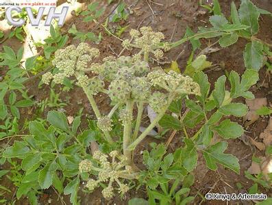 北沙参原植物