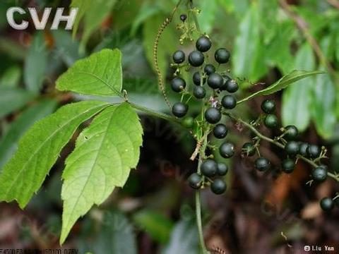 绞股蓝原植物