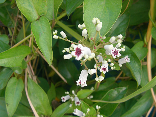 鸡矢藤原植物