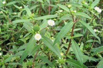 墨旱莲原植物