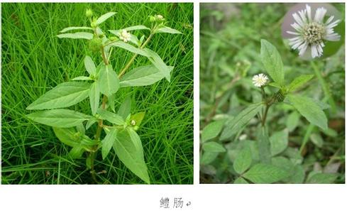 墨旱莲原植物