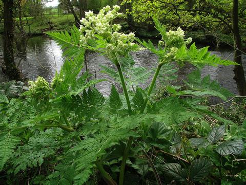 没药原植物