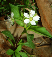 太子参原植物