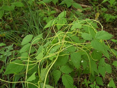 菟丝子原植物