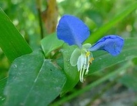 鸭跖草