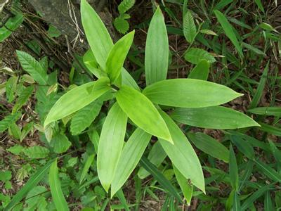 玉竹原植物