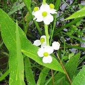 泽泻原植物