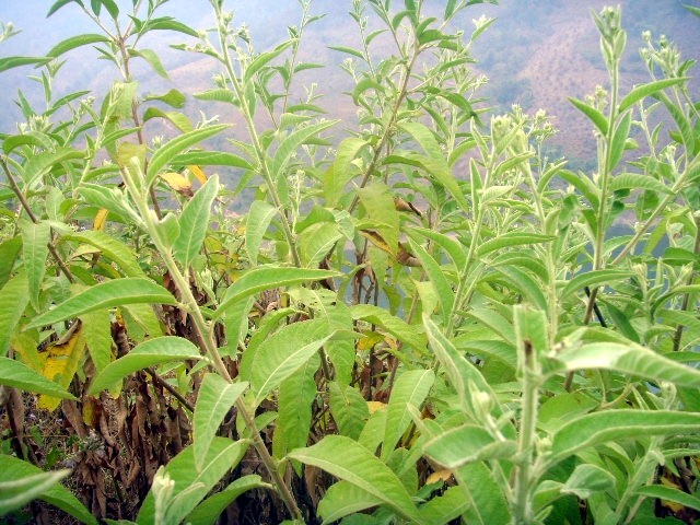 艾纳香原植物