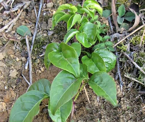 白竻薳原植物