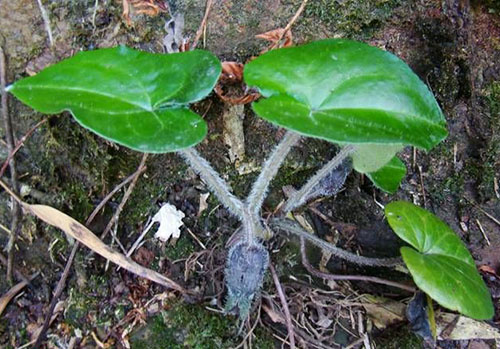 白三百棒原植物