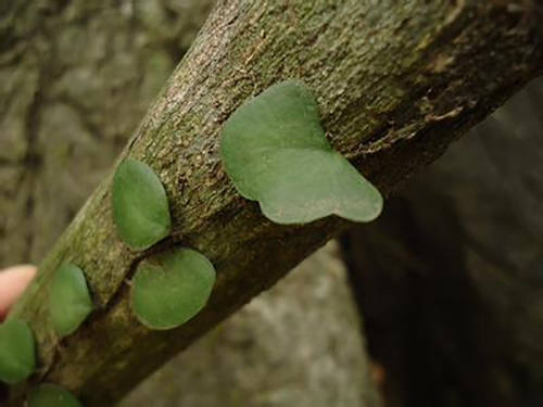 抱树莲原植物