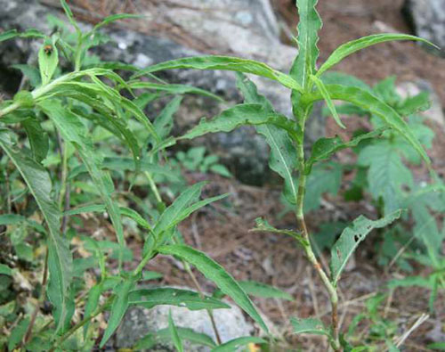 蚕茧草原植物