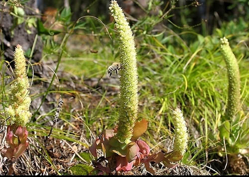 草苁蓉原植物