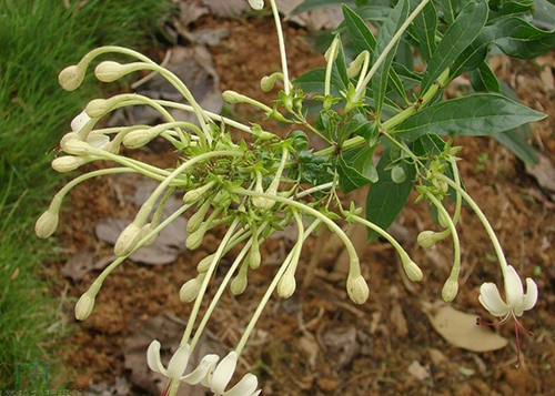 长管假茉莉原态