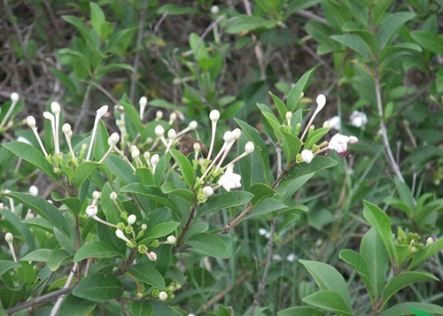 长管假茉莉原植物