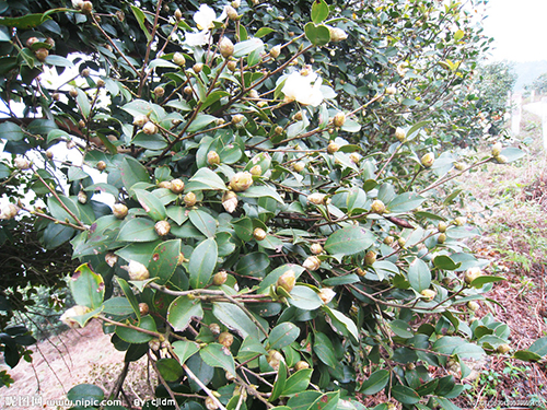 油茶花原生态