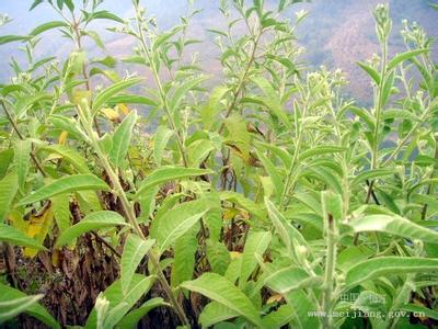 植物-艾纳香