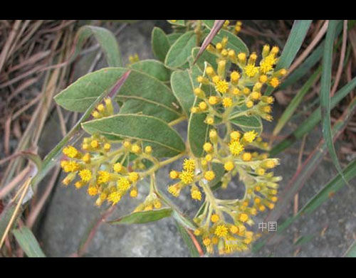 植物-白牛胆