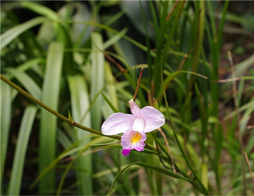 竹叶兰原植物